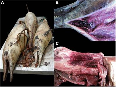 First Case of Brevetoxicosis Linked to Rough-Toothed Dolphin (Steno bredanensis) Mass-Mortality Event in Eastern Central Atlantic Ocean: A Climate Change Effect?